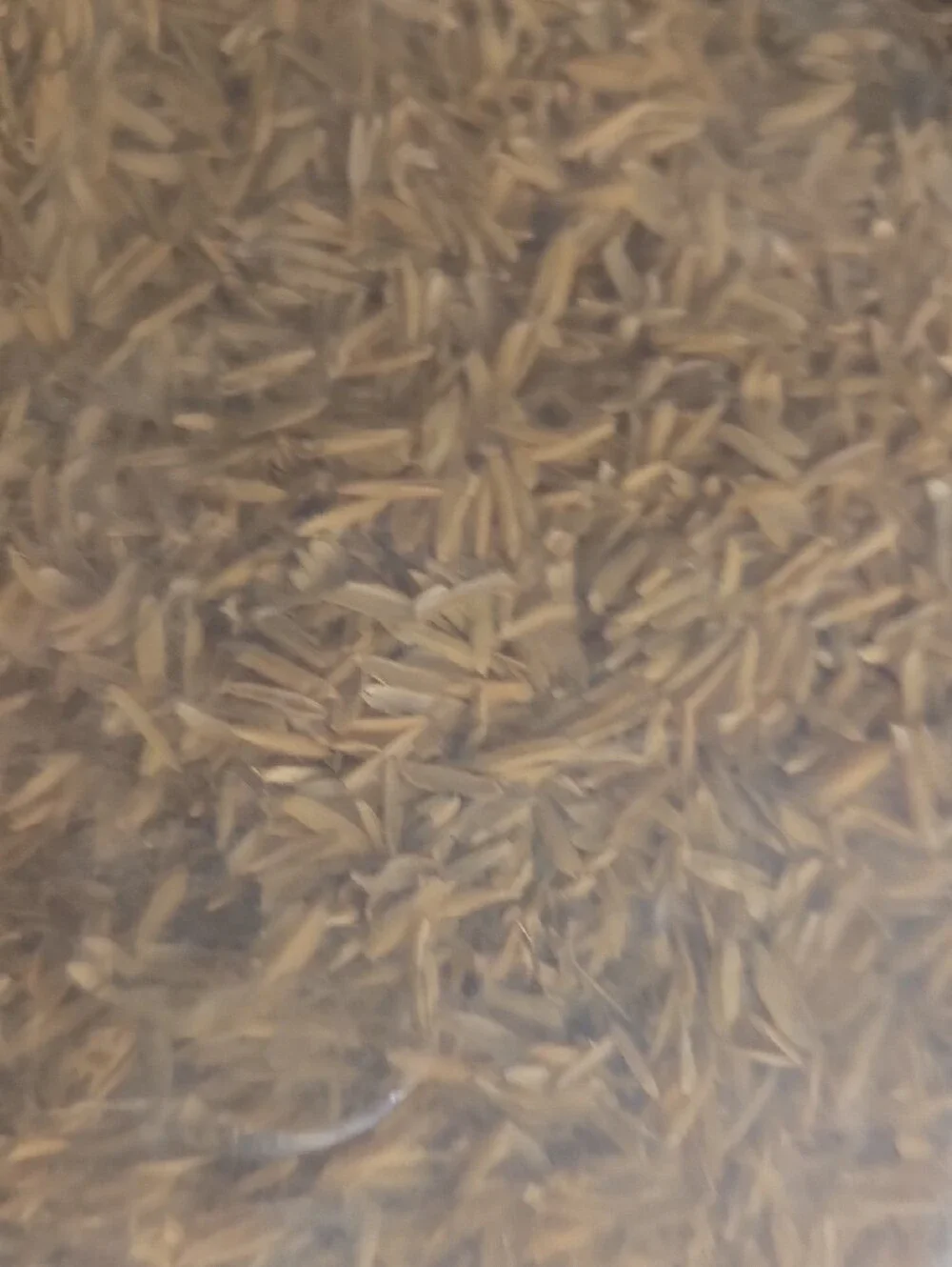 Black Rice Hull Bedding for Reptiles
